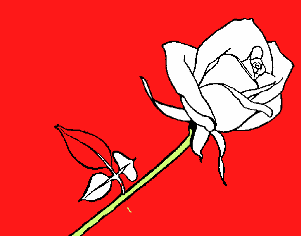 Rosa