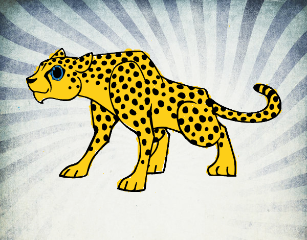 Un leopardo