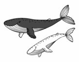 Ballenas