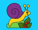 Caracol