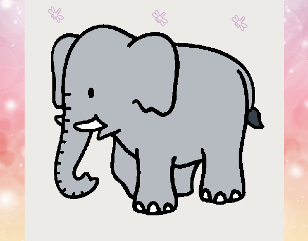 Elefante bebe