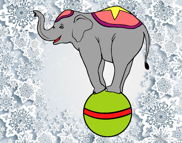 Elefante equilibrista