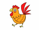 Gallina de granja