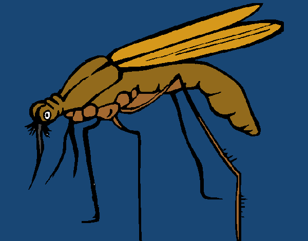 Mosquito