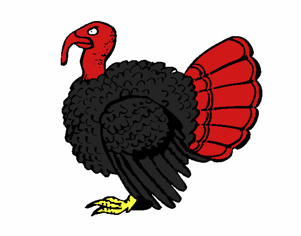 Pavo 