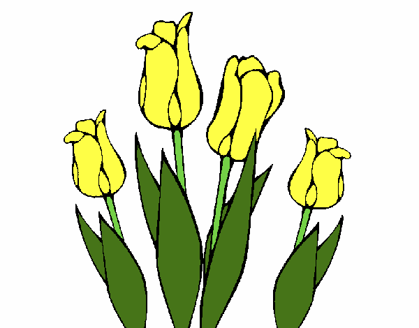 Tulipanes