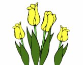 Tulipanes