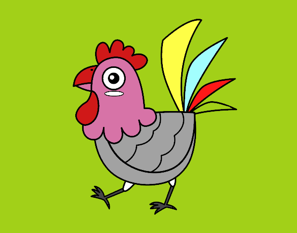 Gallina de granja