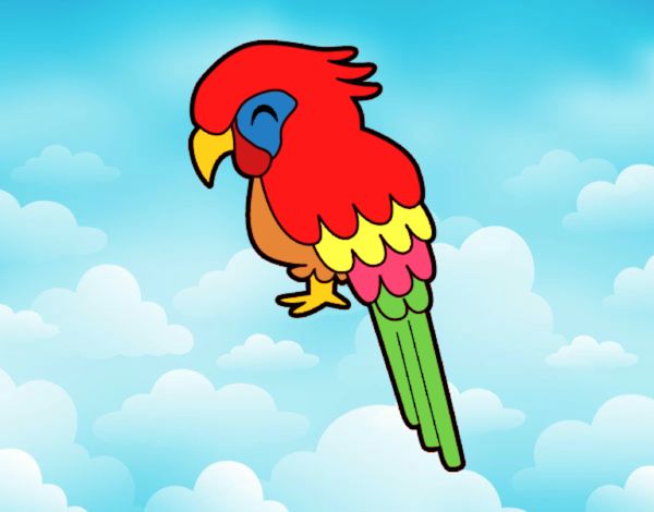 Guacamayo