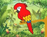 Guacamayo