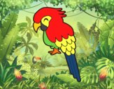 Guacamayo