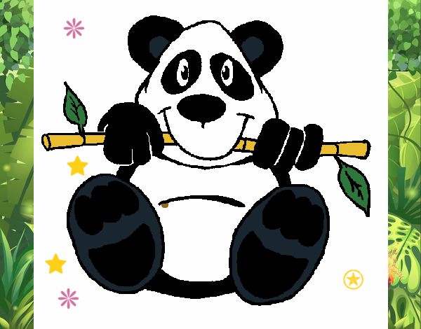 Oso panda