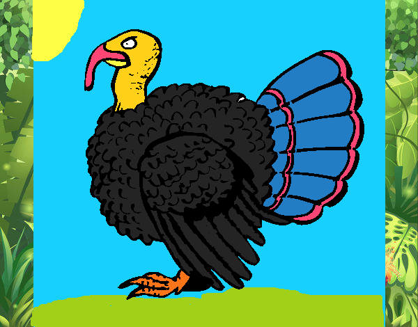 Pavo 