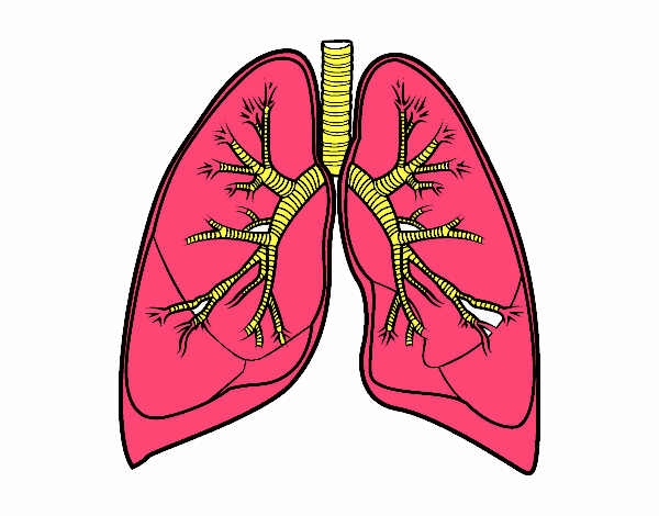 Pulmones y bronquios