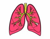 Pulmones y bronquios