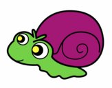 Caracol bebé