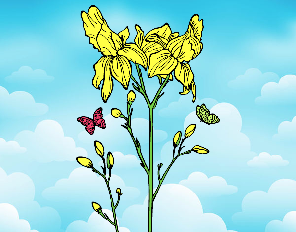 Dibujo Flor de Iris pintado por LunaLunita