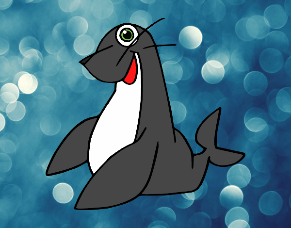 Foca monje