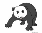 Oso panda 1