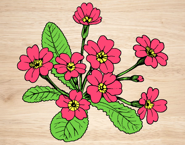 Dibujo Primula pintado por LunaLunita