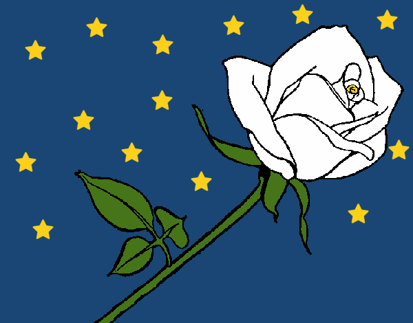 Rosa