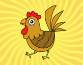 Gallina de granja