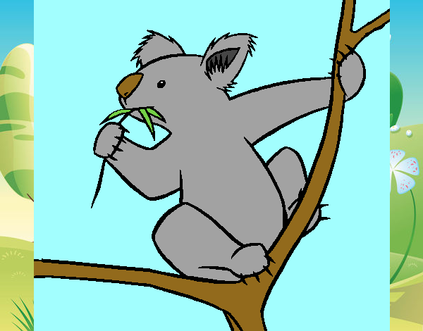 Koala