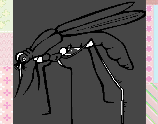 Mosquito