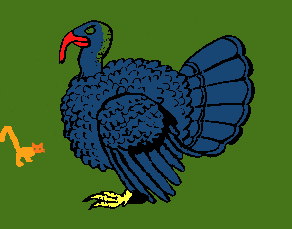 Pavo 