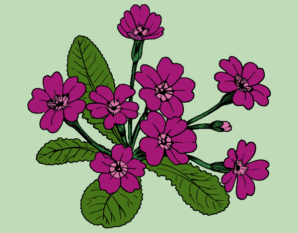 Primula