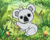 Un Koala