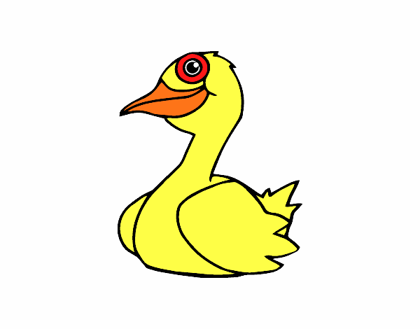 Un pato