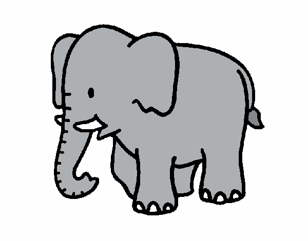 Elefante bebe