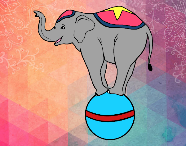 Elefante equilibrista