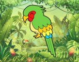 Guacamayo