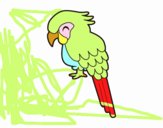 Guacamayo