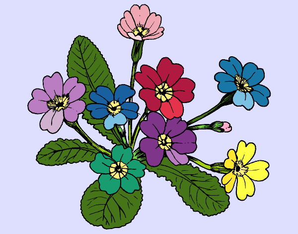 Primula