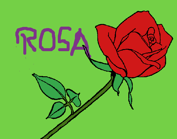 Rosa