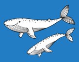 Ballenas