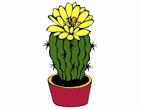 Cactus con flor