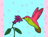 Colibrí y una flor