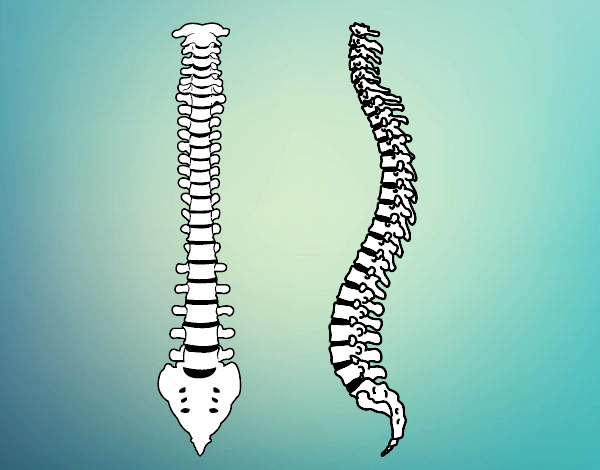 Columna vertebral