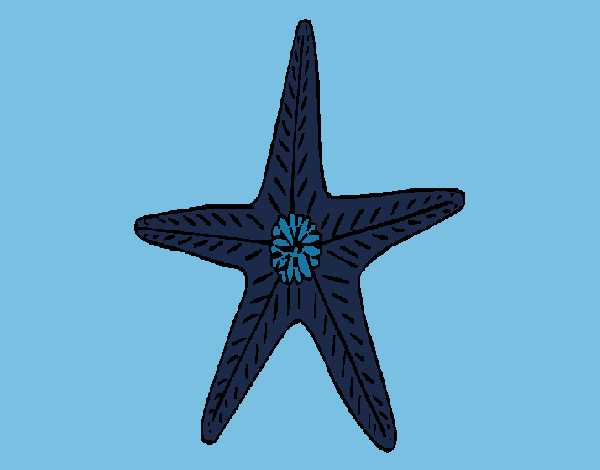 Estrella de mar