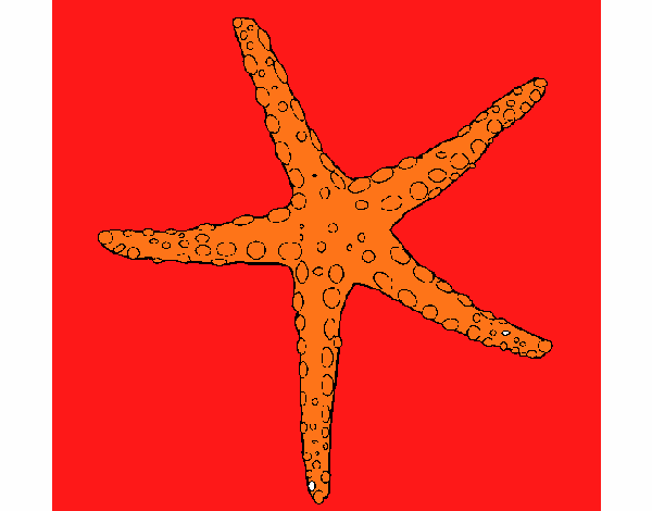 Estrellita de mar