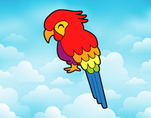 Guacamayo