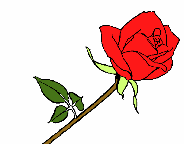 Rosa