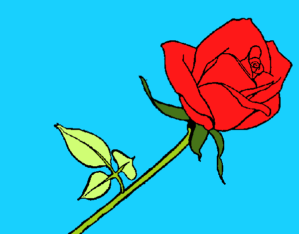 Rosa