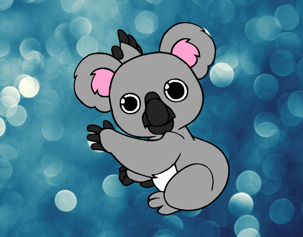 koala raro