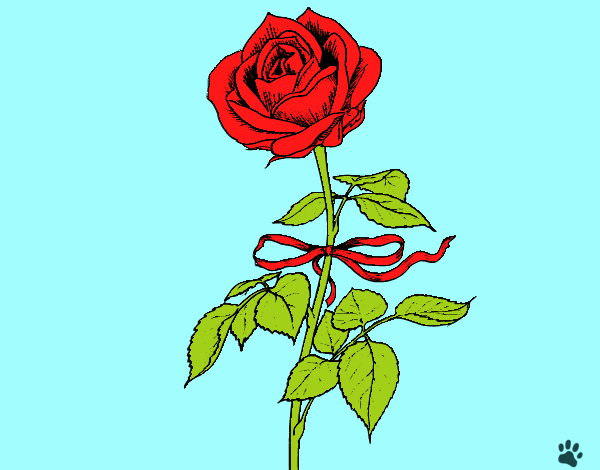 Una rosa