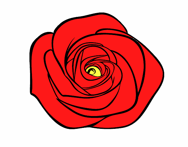 Flor de rosa